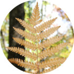 cinnamon-fern-frond-top