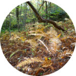 cinnamon-ferns-autumn_circle-for-print