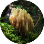 coral-fungus