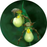 cypripedium_kentuckiense_tgb_zsadj