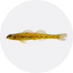 etheostoma_susanae_math_001