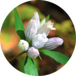 gentian_2adj