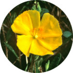 helianthemum_canadense_jk_zs-adj