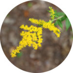 img_0591_solidago-curtesii_adj