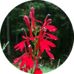 img_2118-cardinal-flower-adj2