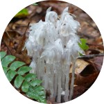 Indian Pipe (Monotropa uniflora)