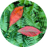 leaves-on-fern