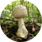 lumpy-white-mushroom-img_1989_adj