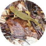 Eastern Red Newt (Notophthalmus viridescens)