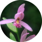 pogonia_ophioglossoides_tgb_001_zs-adj