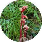 red-indian-pipe_2-closer