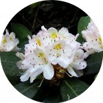 Great Rhododendron (Rhododendron maxiumu)