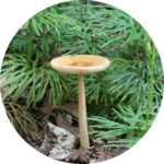 tan-mushroom-and-ground-cedar_adj