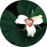 trillium_undulatum_tgb_zsadj