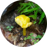 [Yellow Mushroom]