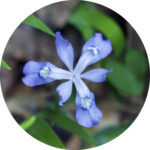 dwarf-iris-in-circle