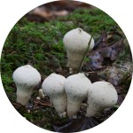 [multiple beaded mushrooms]