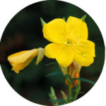 oenothera_perennis_tgb_zsadj