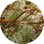 reindeer-moss-pitch-pine-needles_adj